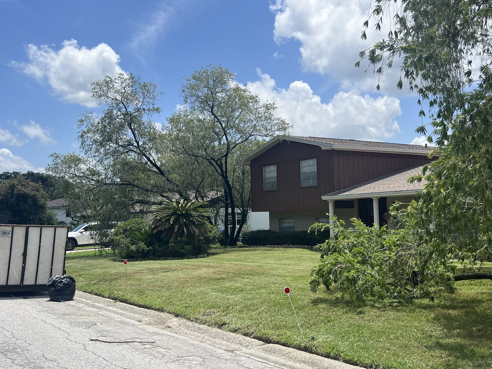 Trees and palms on a Brandon property