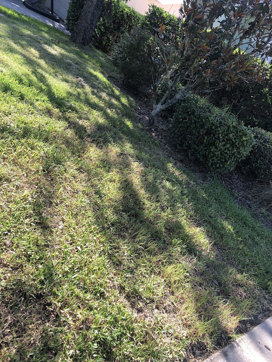 Yard clean-up in progress