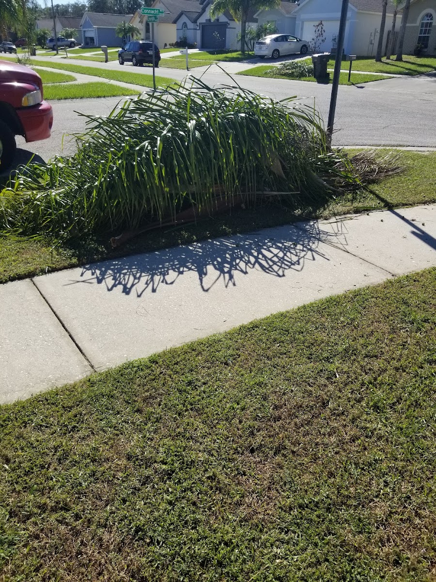 Trimmed shrubs along a fence