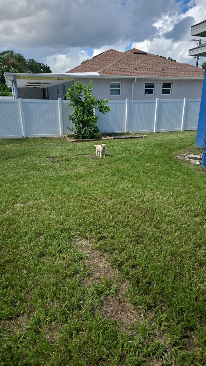 Palm and shrubs after trimming