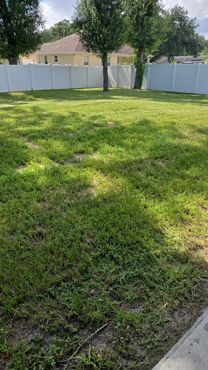 Fresh sod along a walkway